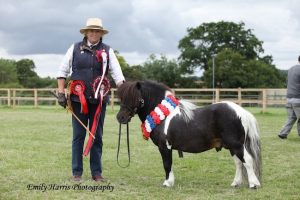 shetland pony news