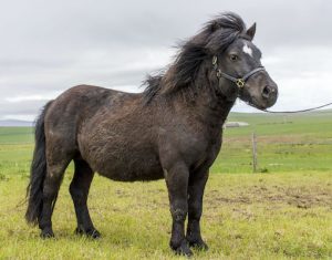 shetland pony website design