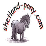 shetland pony