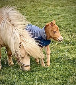 shetland pony news