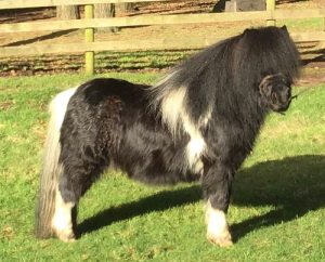 shetland pony news