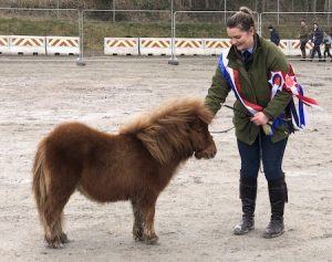 shetland pony news