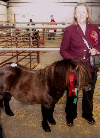 miniature shetland pony