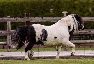 shetland-pony.com