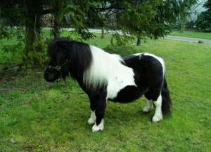 miniature shetland stallion