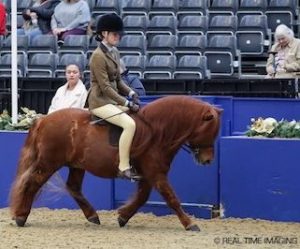 shetland pony news