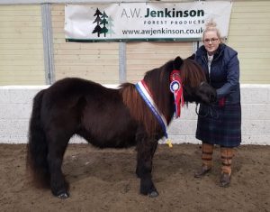 shetland pony news