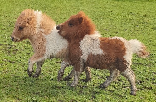 shetland pony news