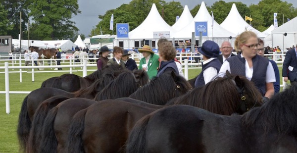 shetland pony news