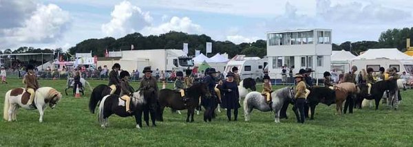 shetland pony news