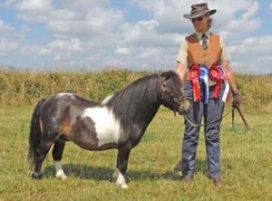 shetland pony news