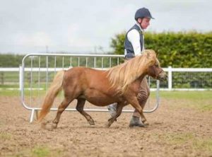 shetland pony news