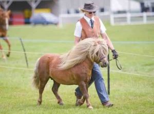 shetland pony news