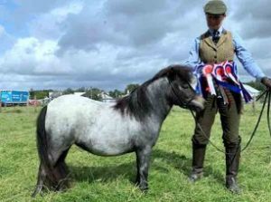 shetland pony news