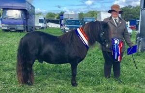 shetland pony news