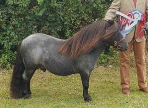 shetland pony news