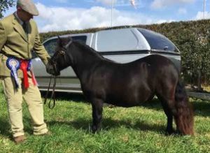 shetland pony news