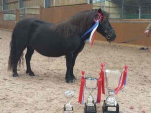 shetland pony news