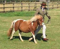 shetland pony news