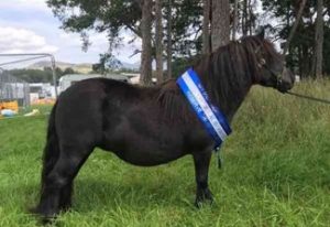 shetland pony news