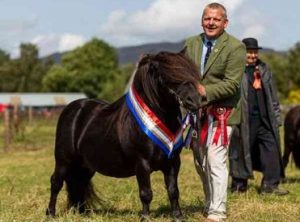 shetland pony news