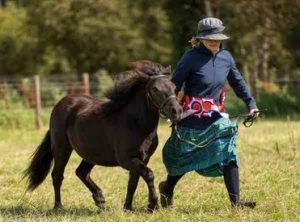 shetland pony news