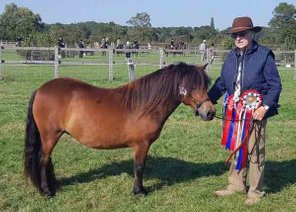 shetland pony news