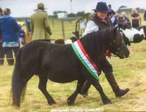 shetland pony news