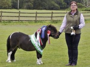 shetland pony news