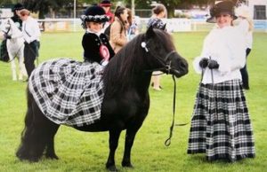 shetland pony news