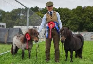 shetland pony news