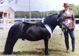 shetland pony news