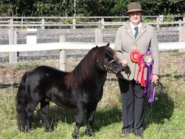 shetland pony news