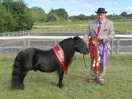 shetland pony news