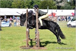 shetland pony news