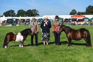 shetland pony news