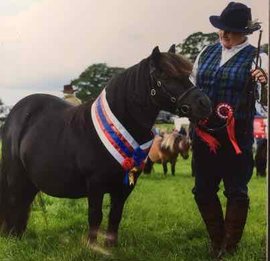 shetland pony news