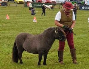 shetland pony news