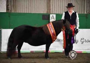 shetland pony news