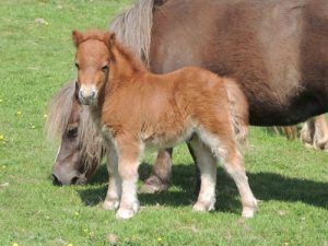 shetland pony news