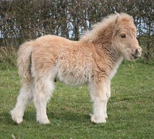 shetland pony news