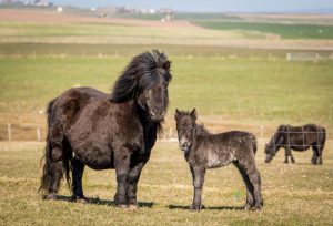 shetland pony news