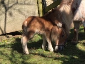 shetland pony news