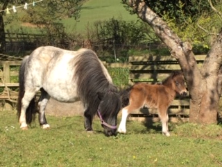 shetland pony news