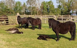 shetland pony news