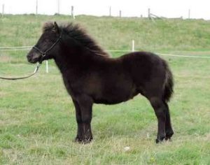 shetland pony news