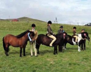 shetland pony news