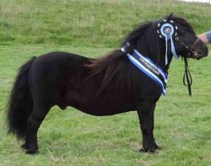 shetland pony news