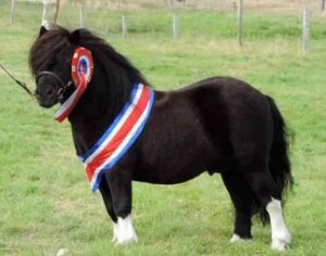 shetland pony news