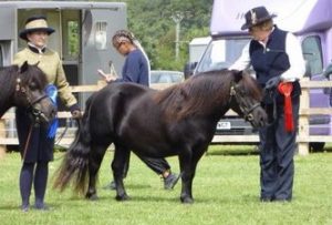 shetland pony news